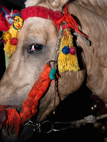 一匹穿着红白相间头饰的棕色马