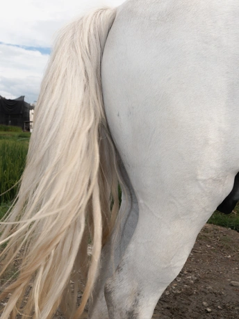一匹白马 长着长长的白色鬃毛