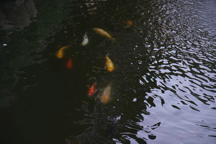 鱼🐟