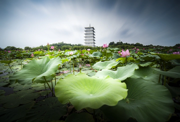 荷池映宝塔