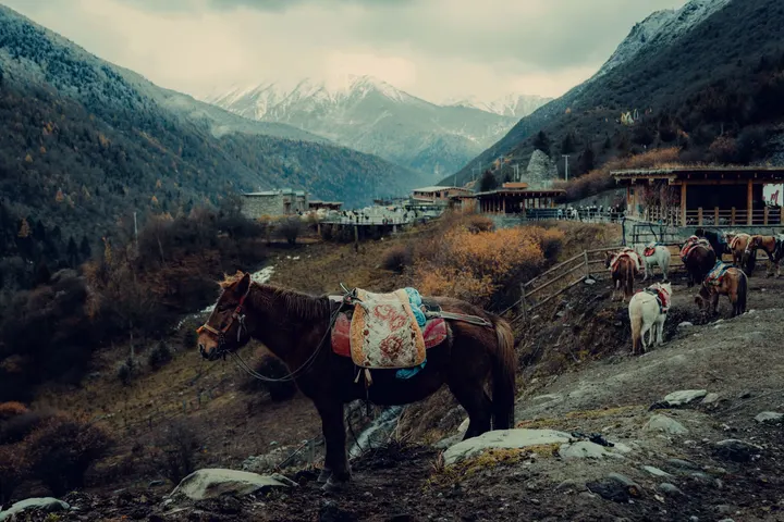 Horses