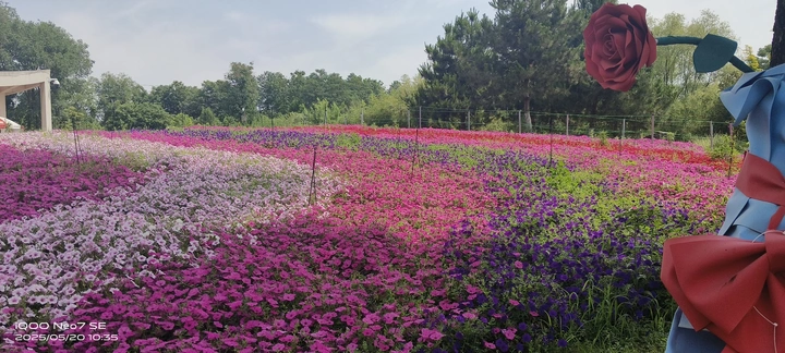 花海如潮