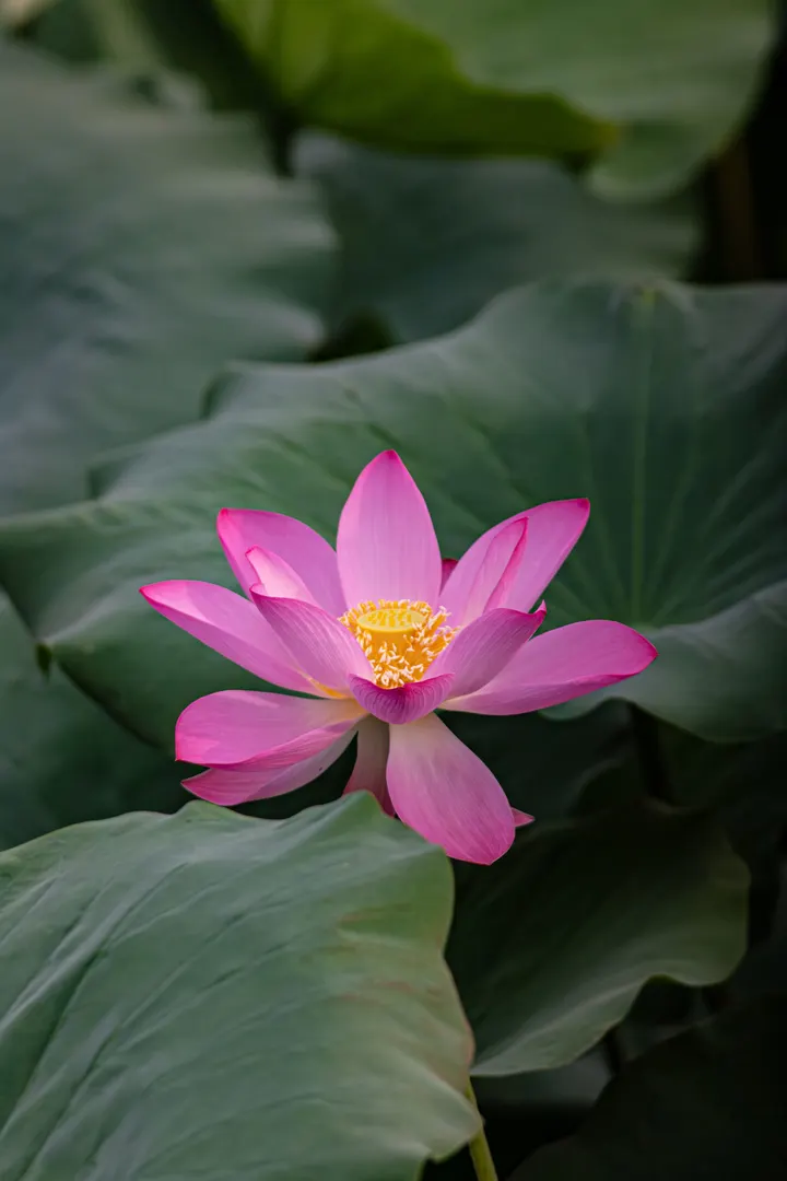 秋荷
