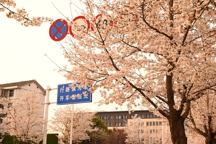 浪漫樱花🌸  是爱与自由