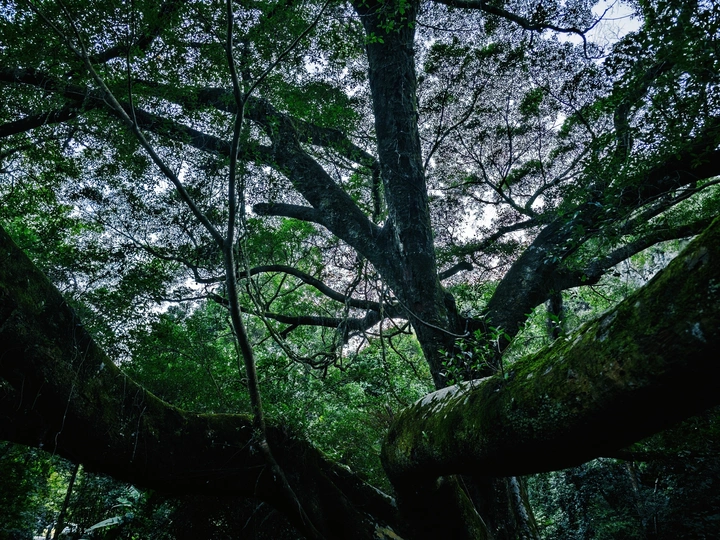 老树