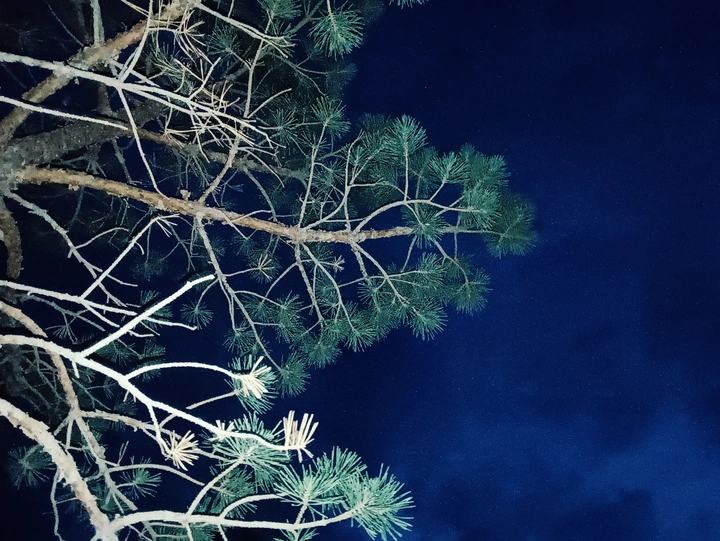 夜松