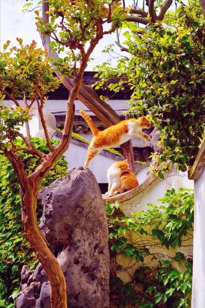 六月飞跃