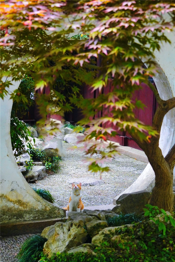 夏日游园