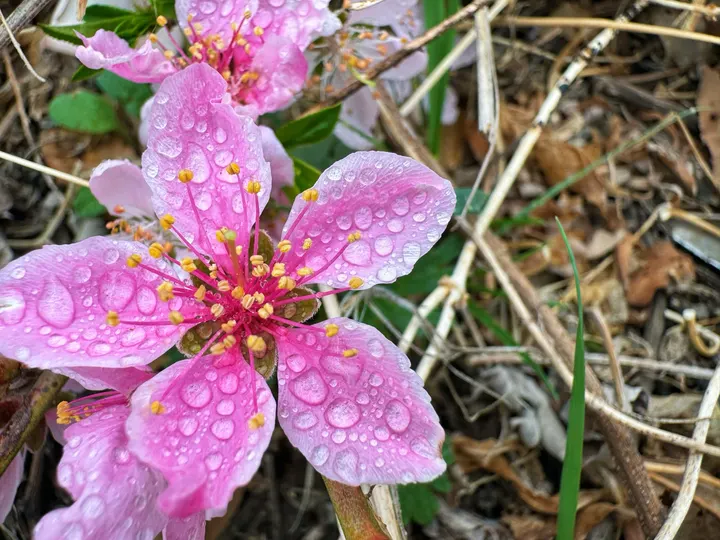 四月小花