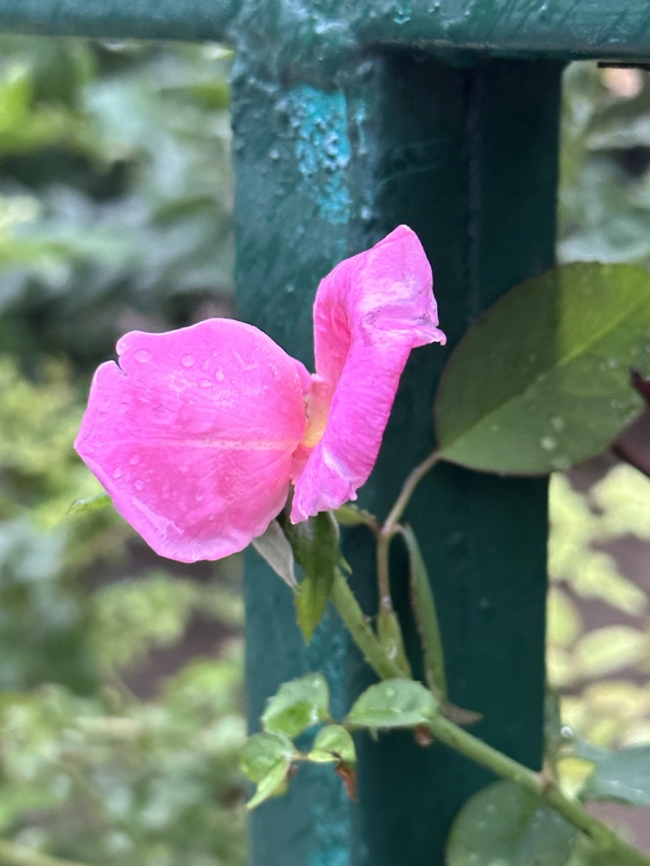 花瓣之美