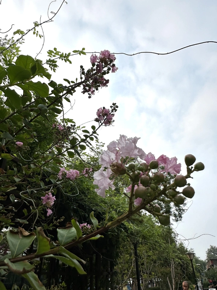 另一种美