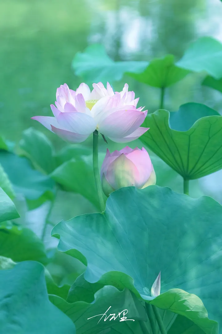 初夏满荷