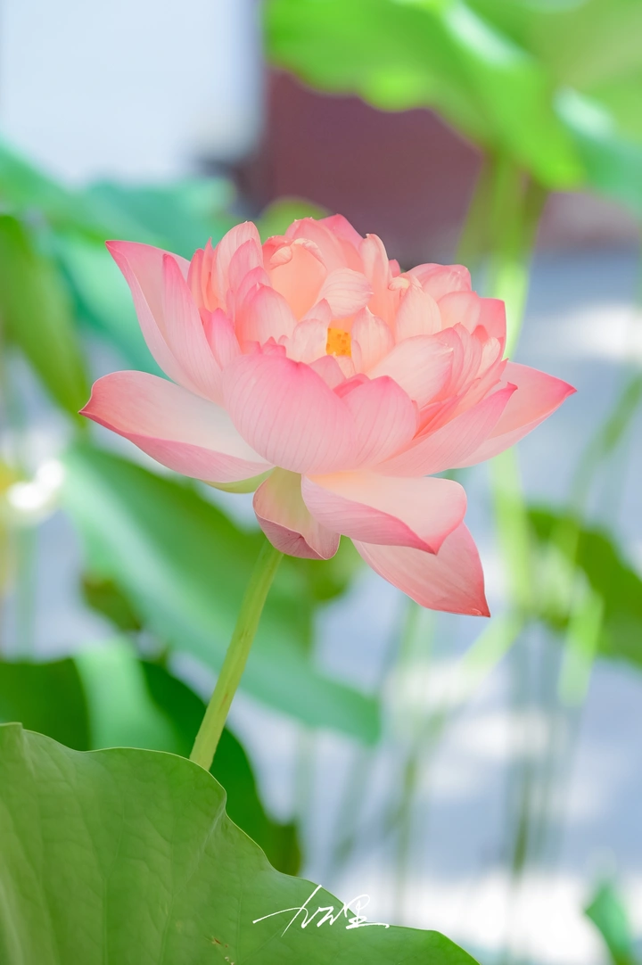 又一年，荷花开