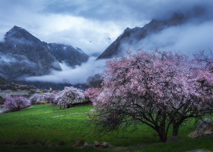 清晨的桃花林