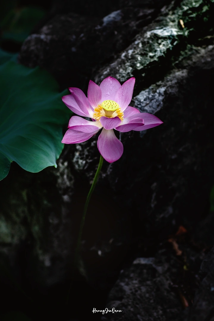 广西大学荷花之美