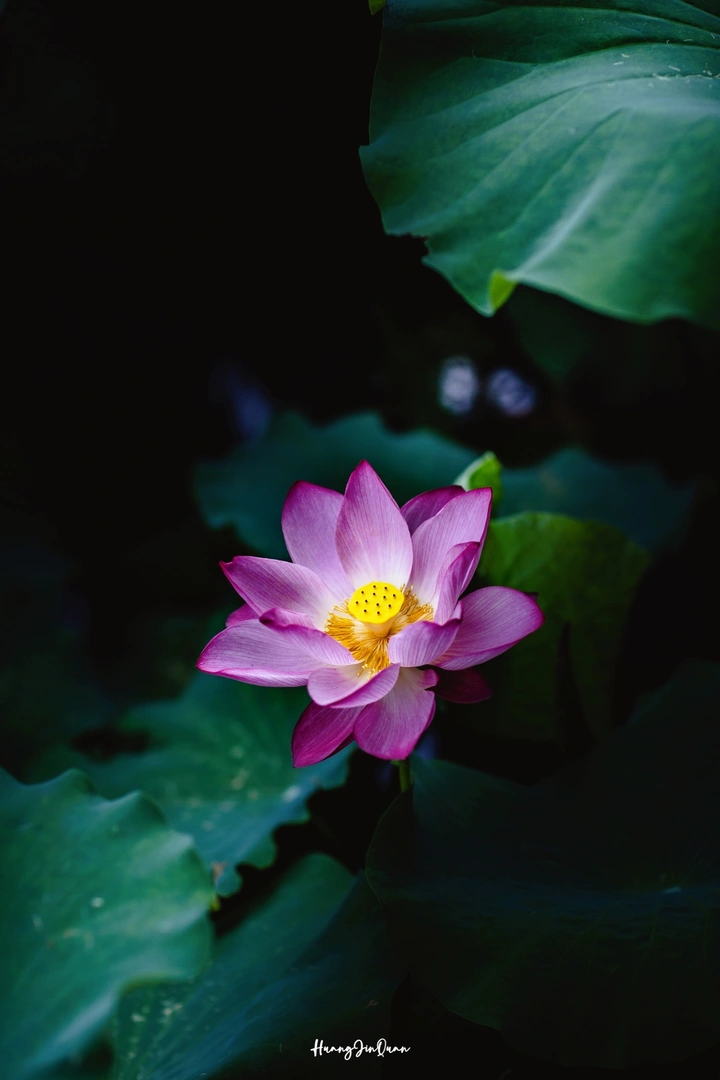 广西大学荷花
