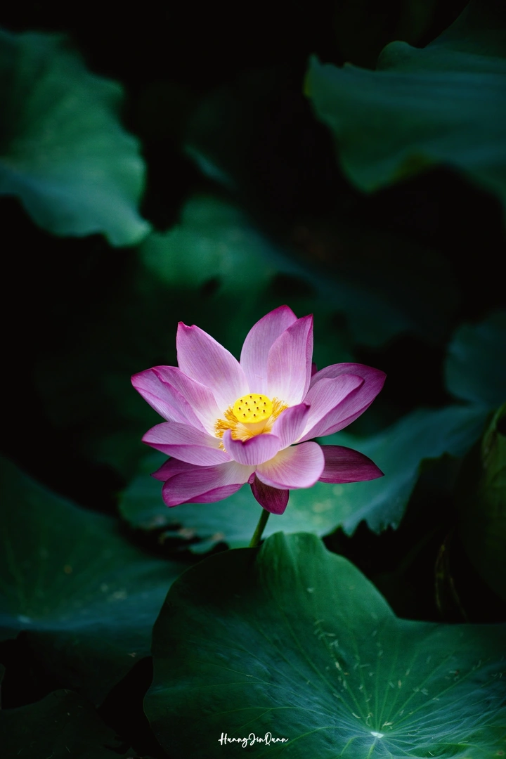 广西大学荷花