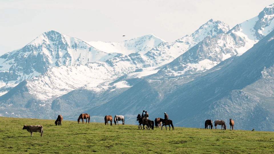 一群马在绿色的草地上吃草 背景是巨大的山脉。