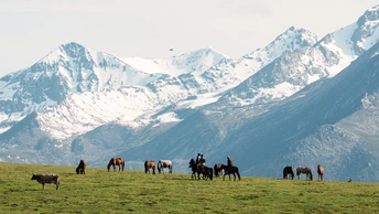 一群马在绿色的草地上吃草 背景是巨大的山脉。