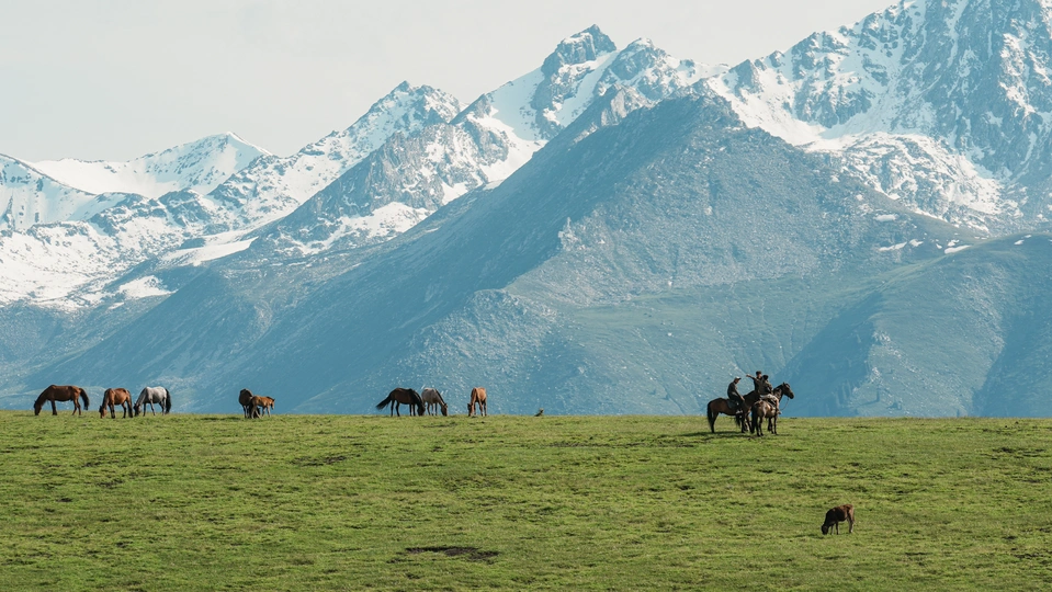 绿色草地上吃草的马和背景中的大山脉。