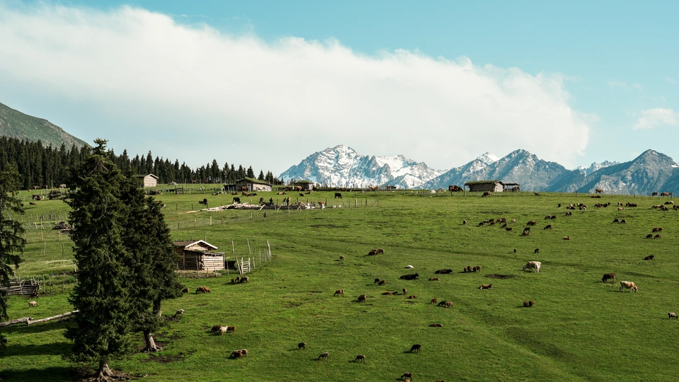 一片绿草地上有一群牛在吃草 背景是山脉。