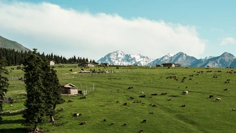 一片绿草地上有一群牛在吃草 背景是山脉。