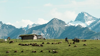 一片广阔的绿色草地 一名男子骑马 一群牛在山脉前面吃草。