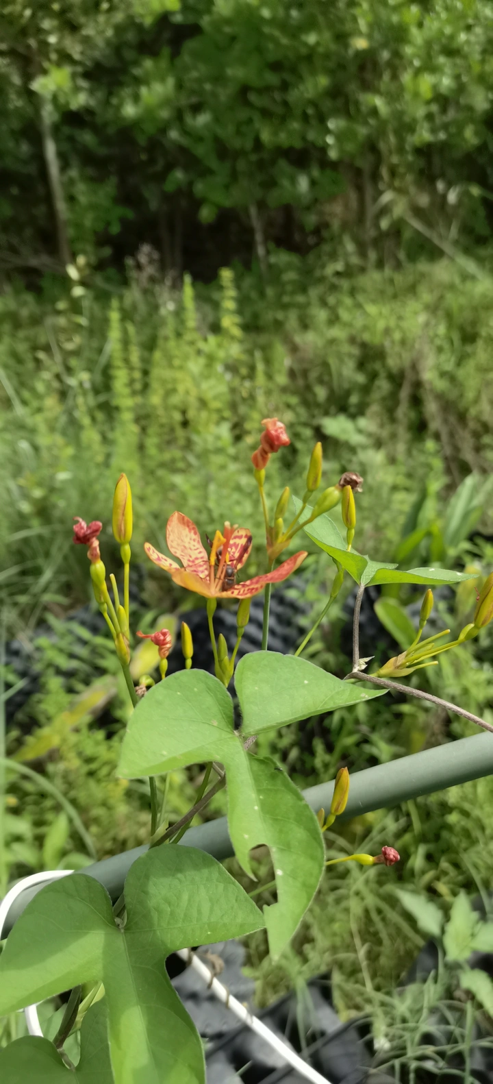 家乡的花