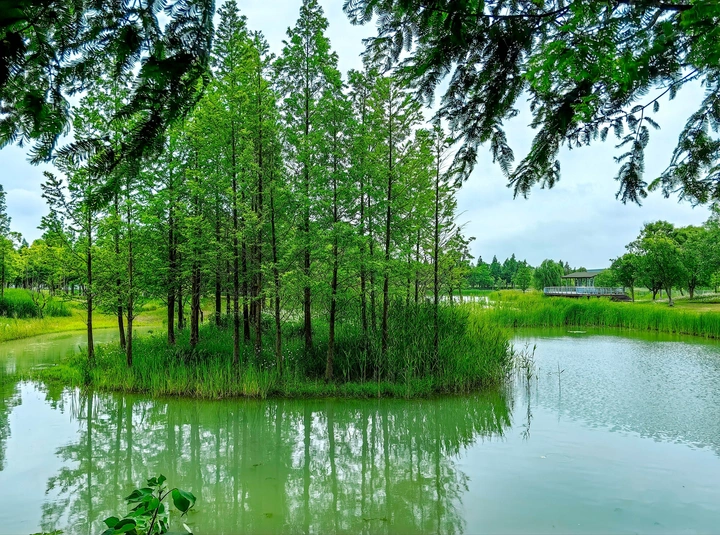 《湿地谧境》