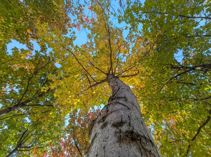 《树的苍穹志》