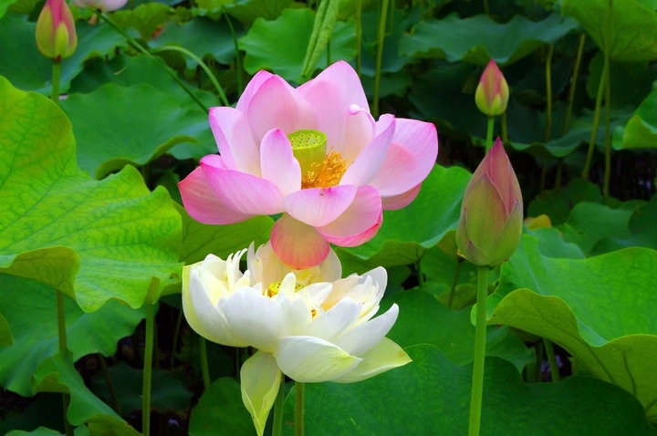 南京溧水东屏镇荷花园。