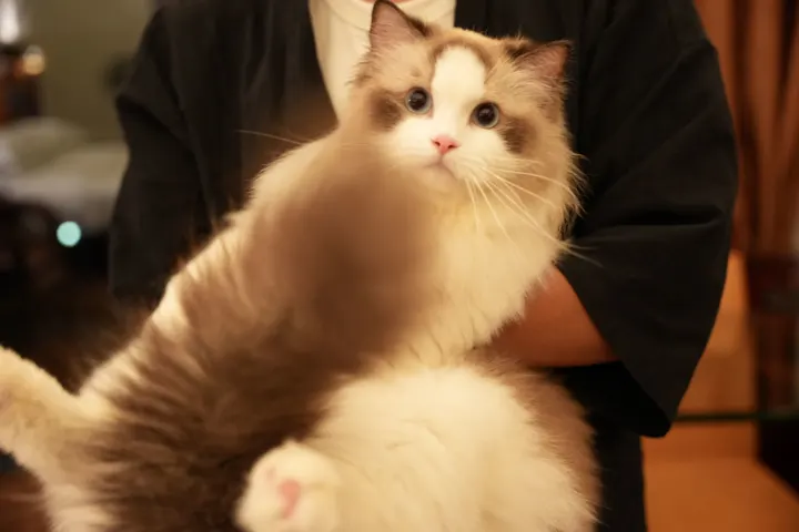 老板的猫猫