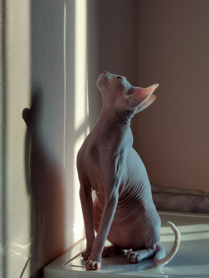 无毛猫