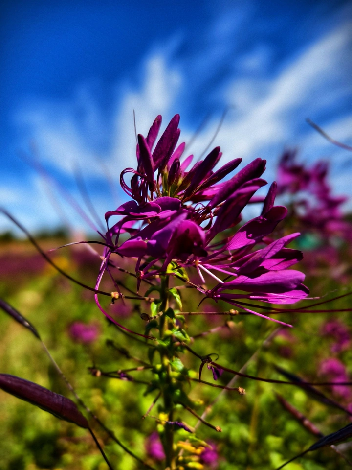 花