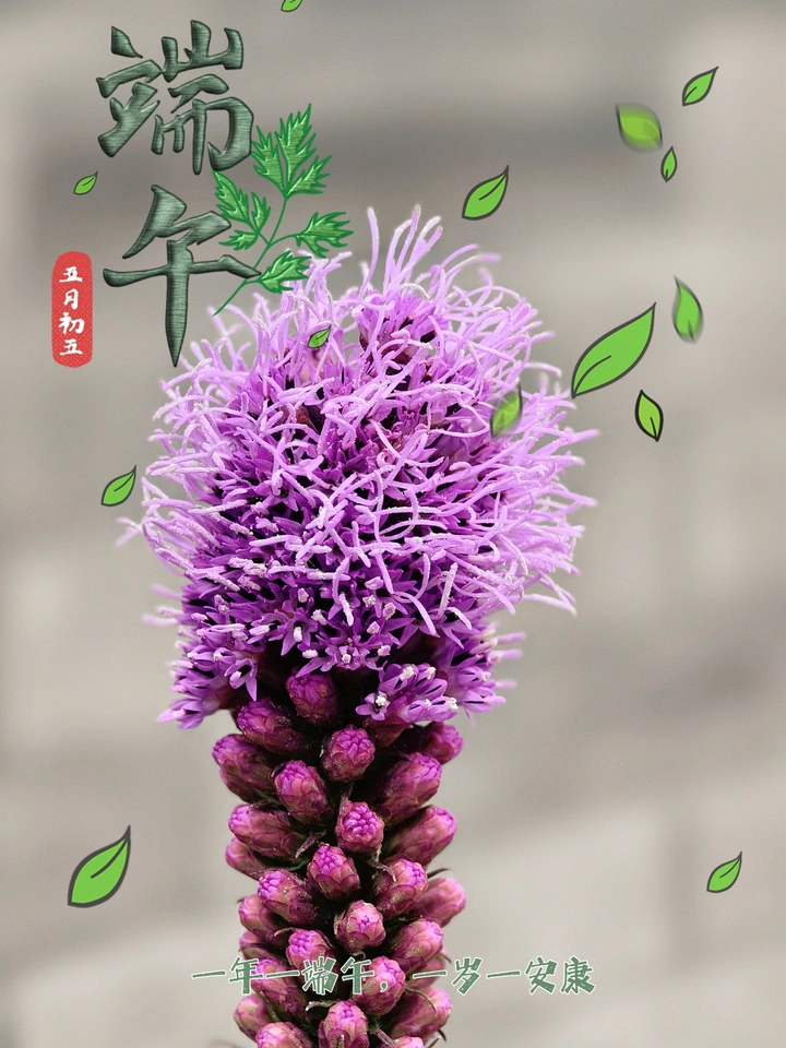 抓到拍蛇鞭菊
