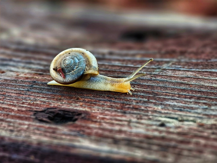 蜗牛🐌