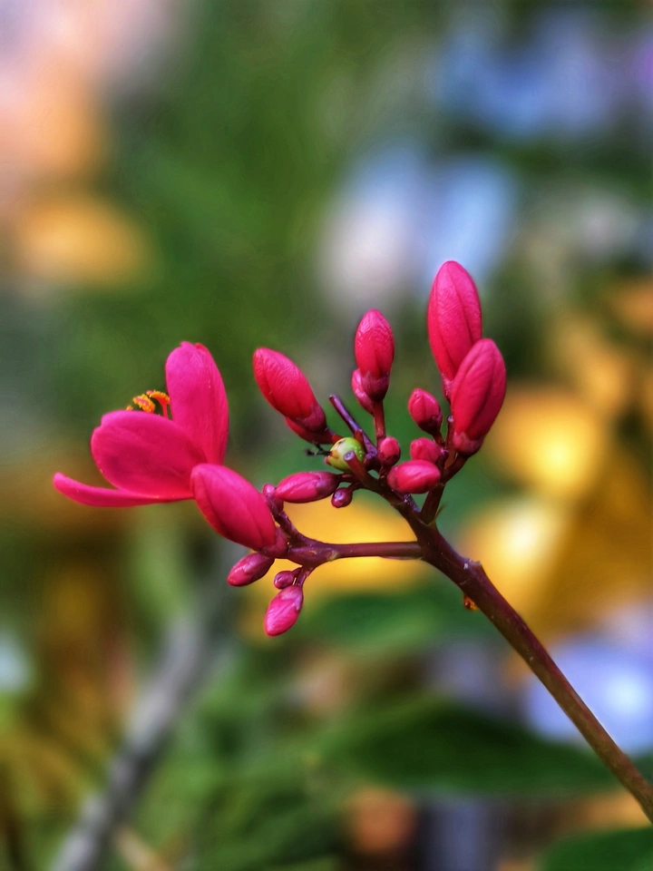 花漂亮