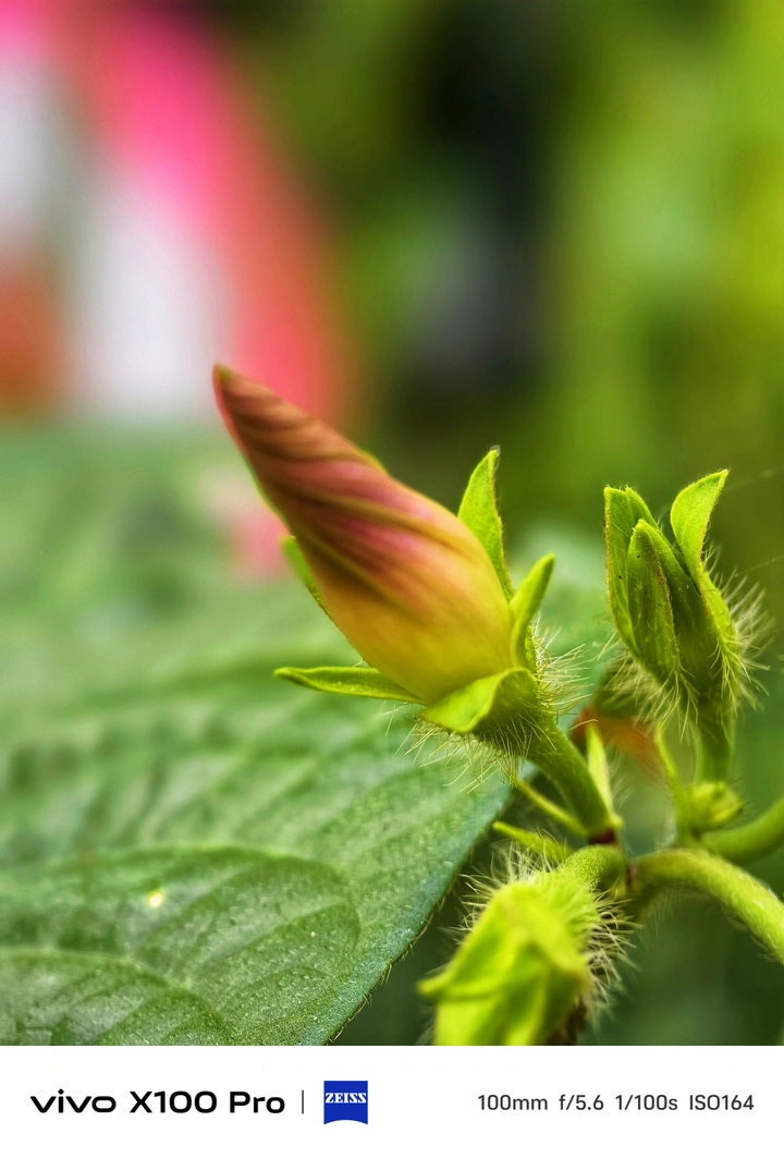 花漂亮