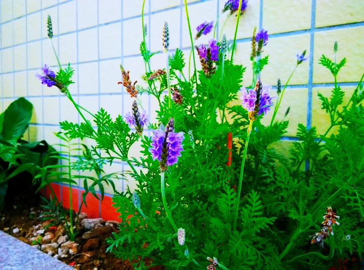 薰衣草
