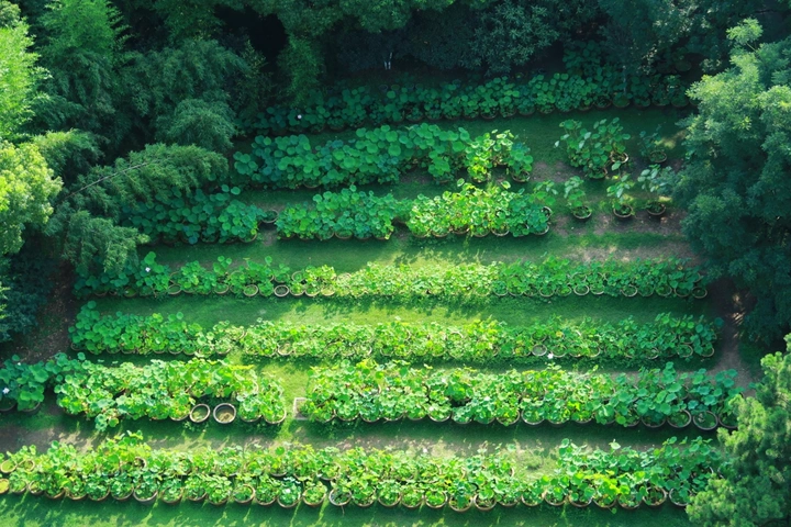 赏荷
