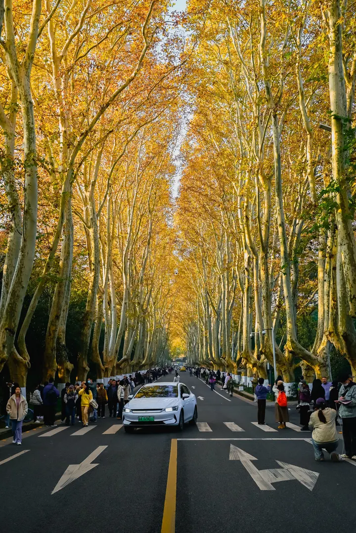 最美梧桐大道