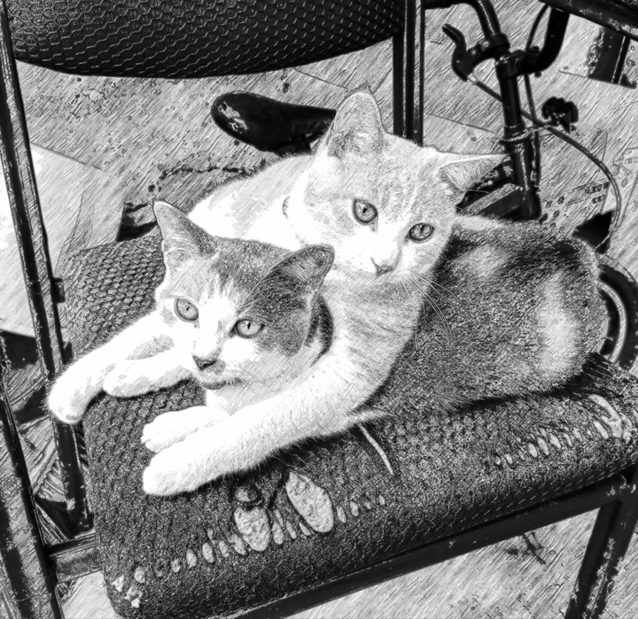 勾肩搭背的猫