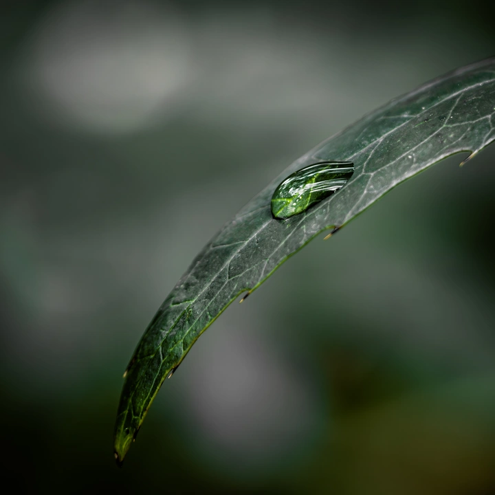 今日白露