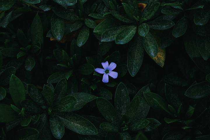 丛中花