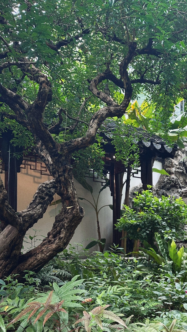 城市中的桃花源