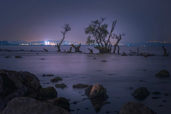 湖或海边的岩石和树木在夜晚被照亮