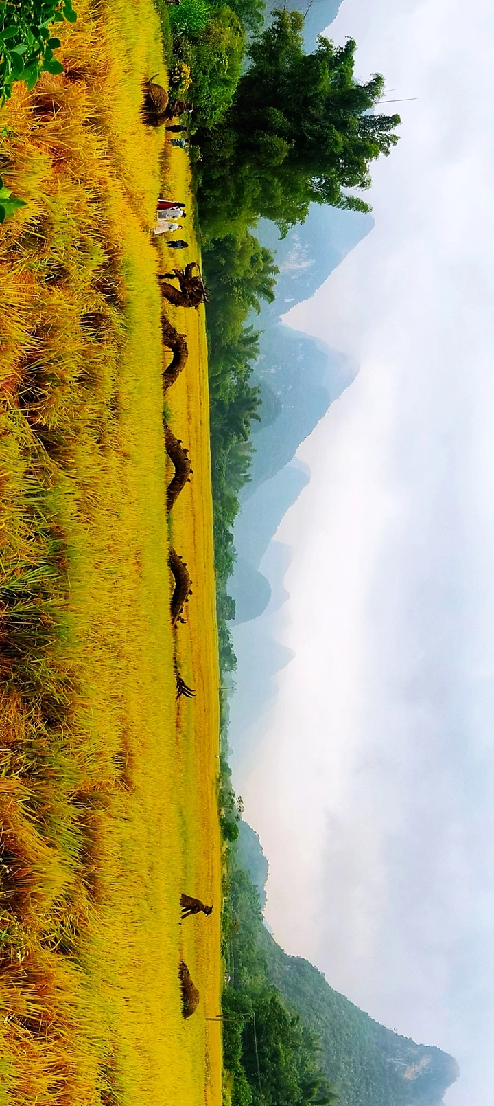 稻花香里说丰年🌾🌾🌾