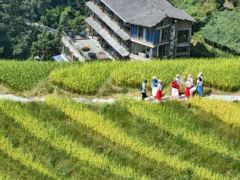 水稻田中行走的人们 背景是山坡上的房子