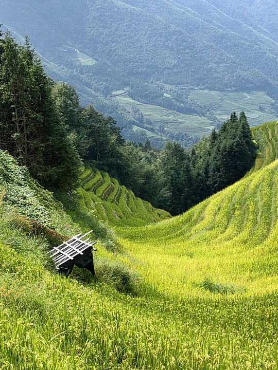 草地上的一块长方形木板