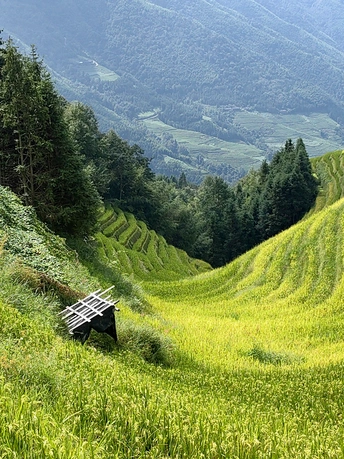 草地上的一块长方形木板
